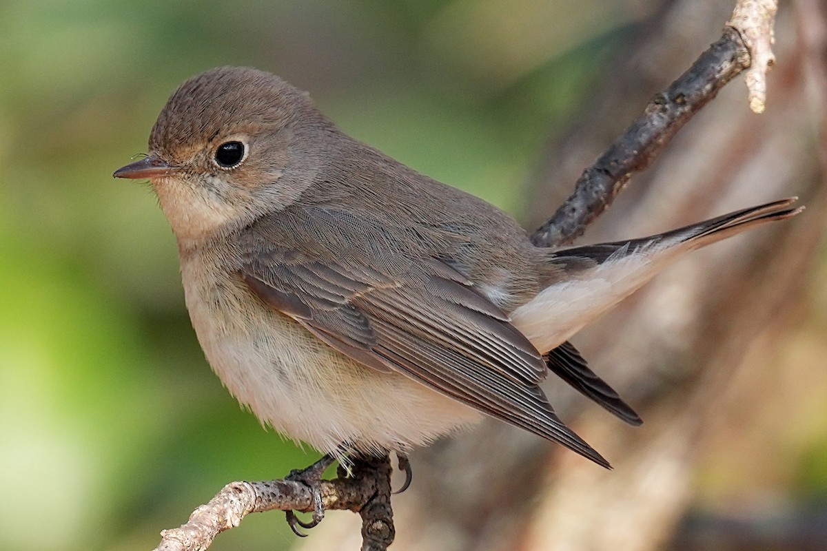 紅胸鶲 - ML531775711