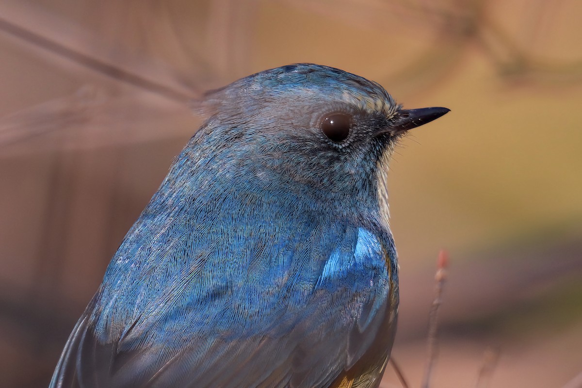 藍尾鴝 - ML531775961