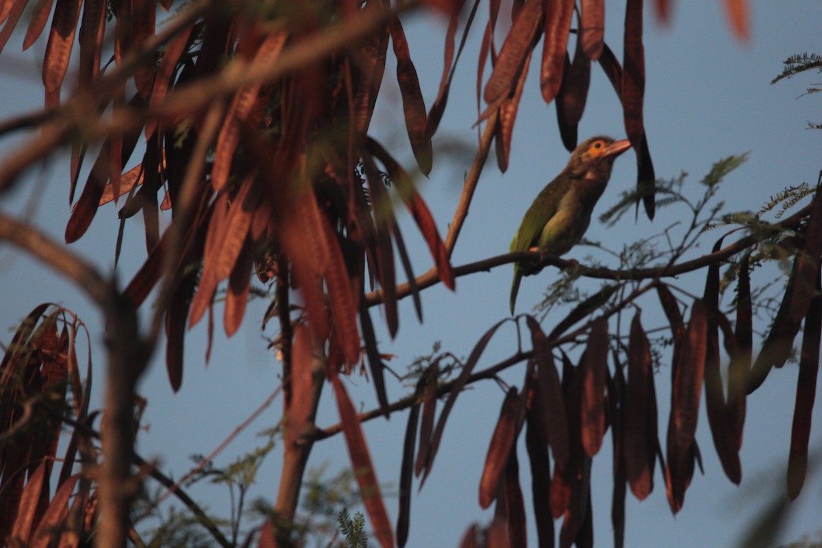 Brown-headed Barbet - ML531776121