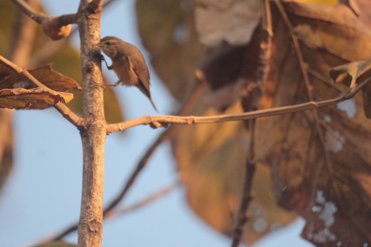 Sulphur-bellied Warbler - ML531776331