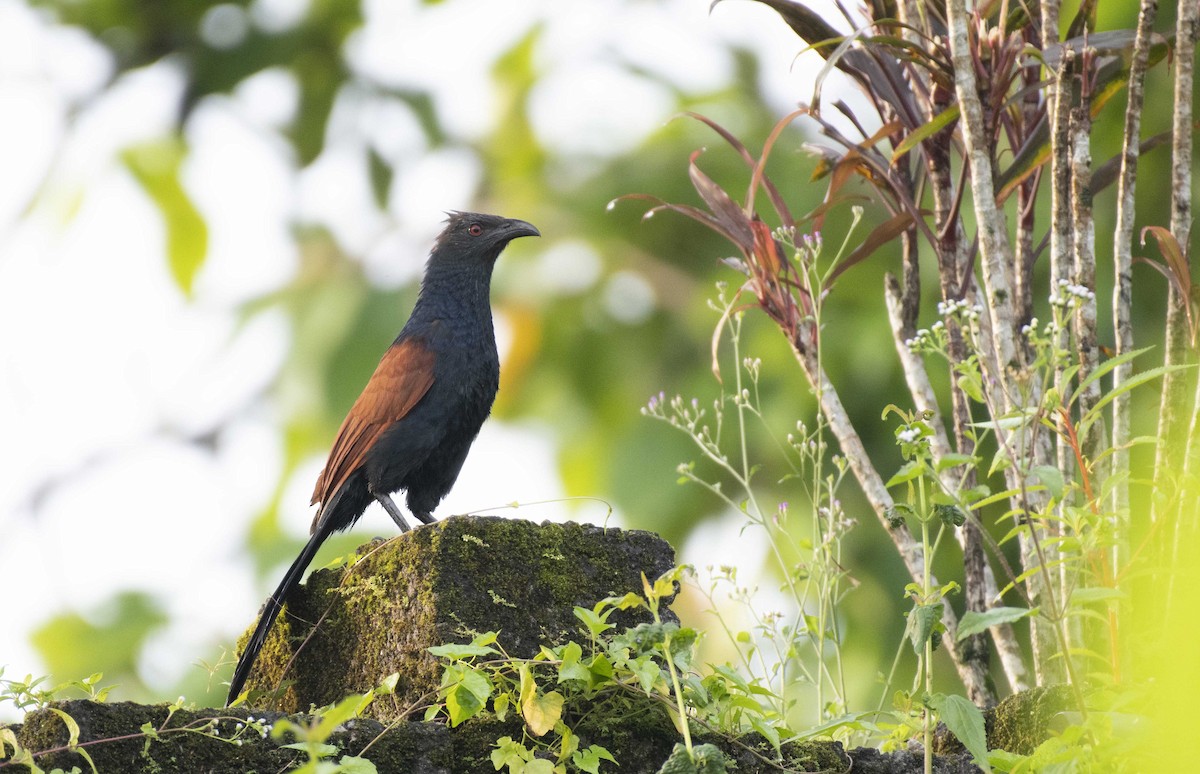 Greater Coucal - ML531777221