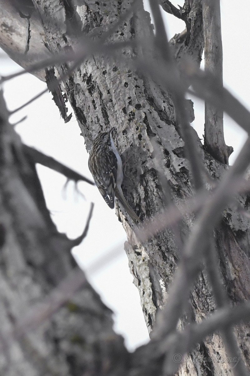 Brown Creeper - ML531778721