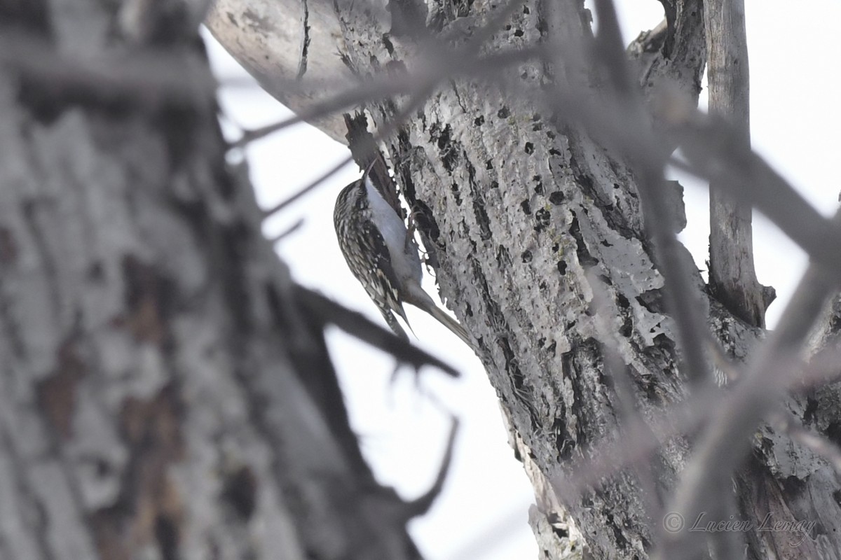 Brown Creeper - Lucien Lemay