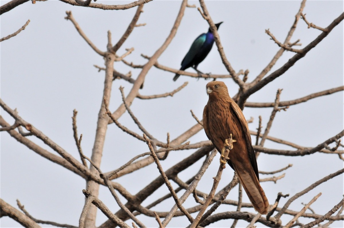 Fox Kestrel - Bruce Mast