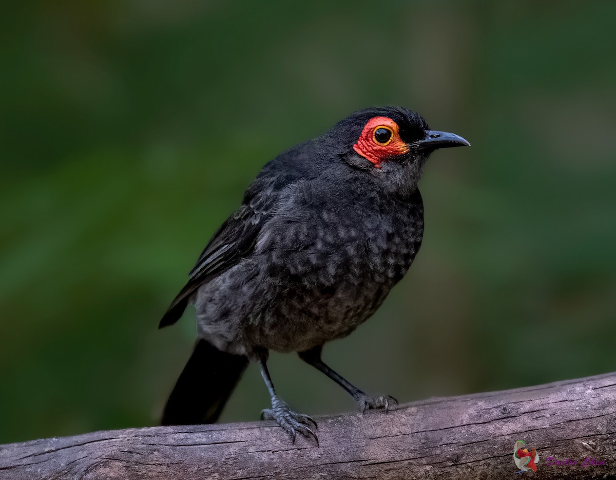 Smoky Honeyeater - ML531779231