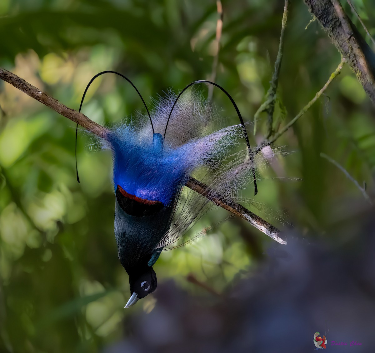 Blue Bird-of-Paradise - ML531779751
