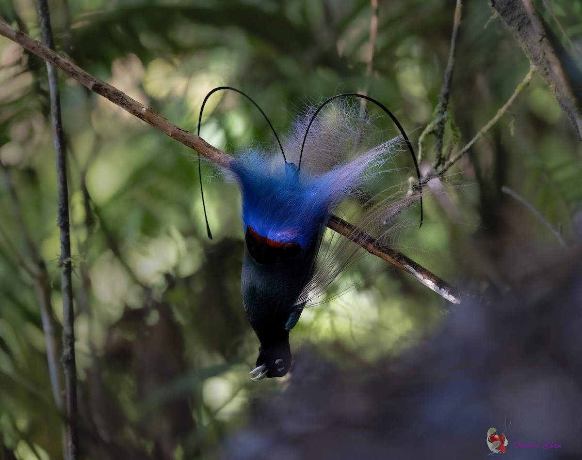 Blue Bird-of-Paradise - ML531779771