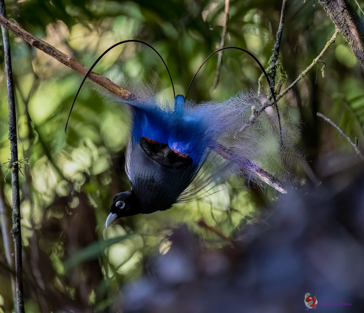 Blue Bird-of-Paradise - ML531779801