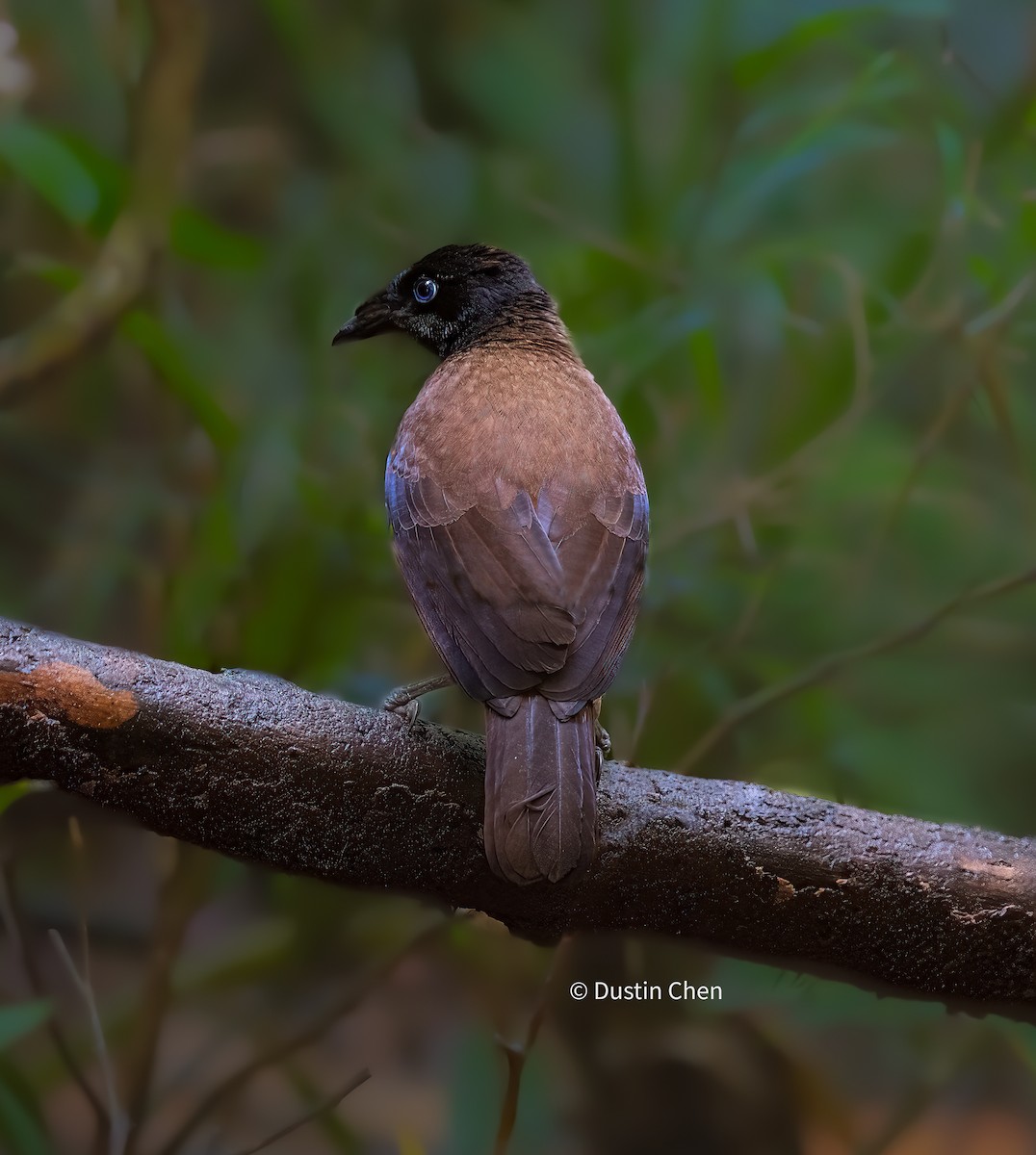 Lawes's Parotia - ML531780961