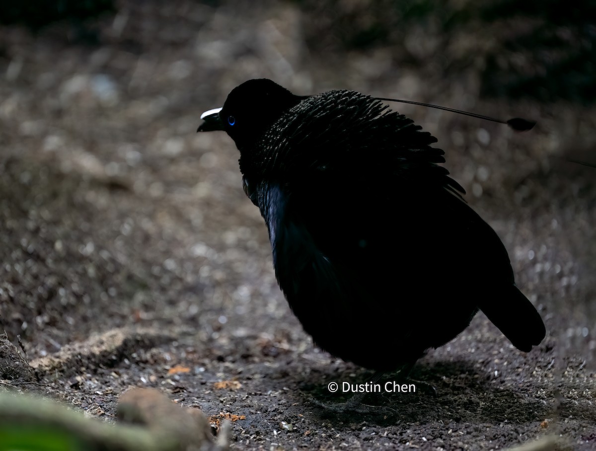 Lawes's Parotia - ML531780981