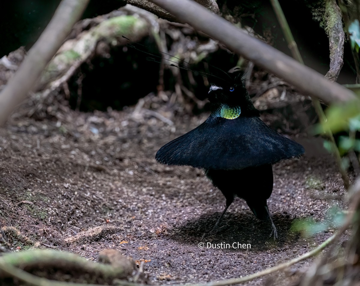 Lawes's Parotia - ML531780991