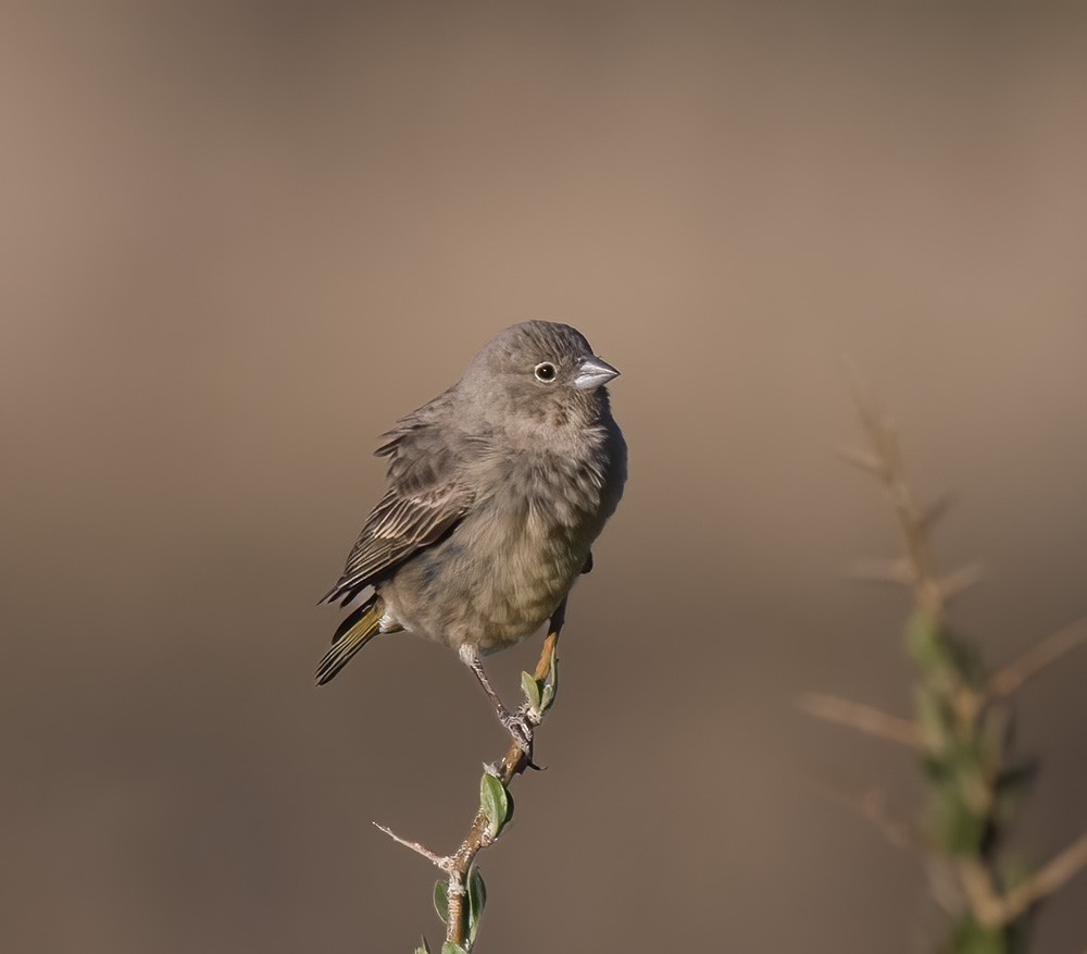 Greenish Yellow-Finch - ML531781011