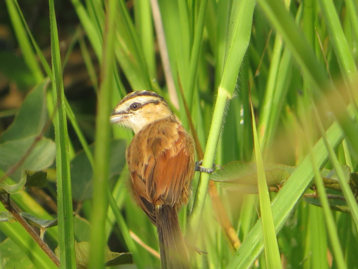 Marsh Tchagra (Anchieta's) - ML531781151