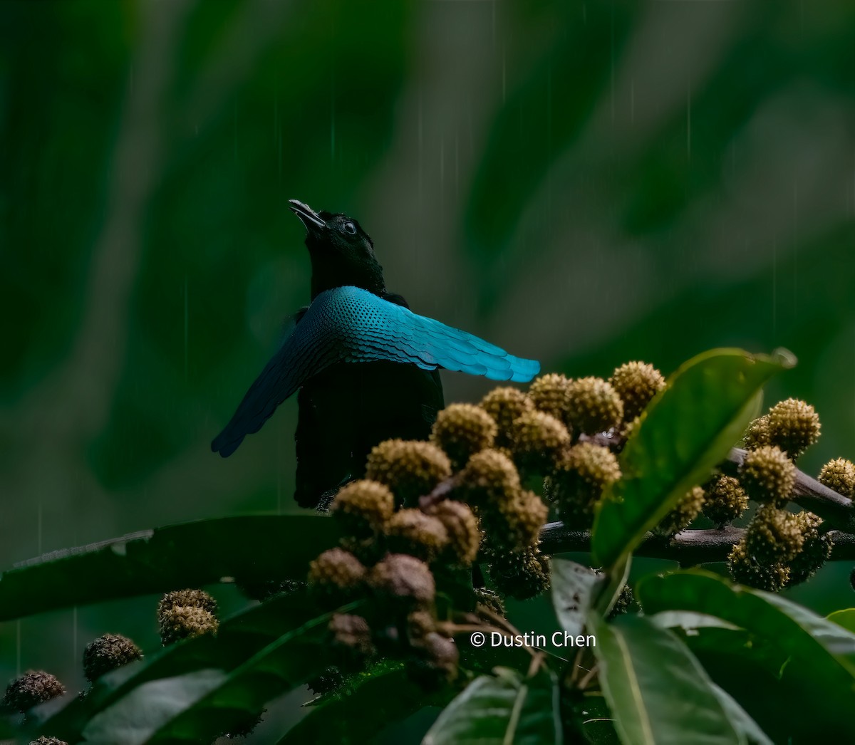 Greater Lophorina - Dustin Chen