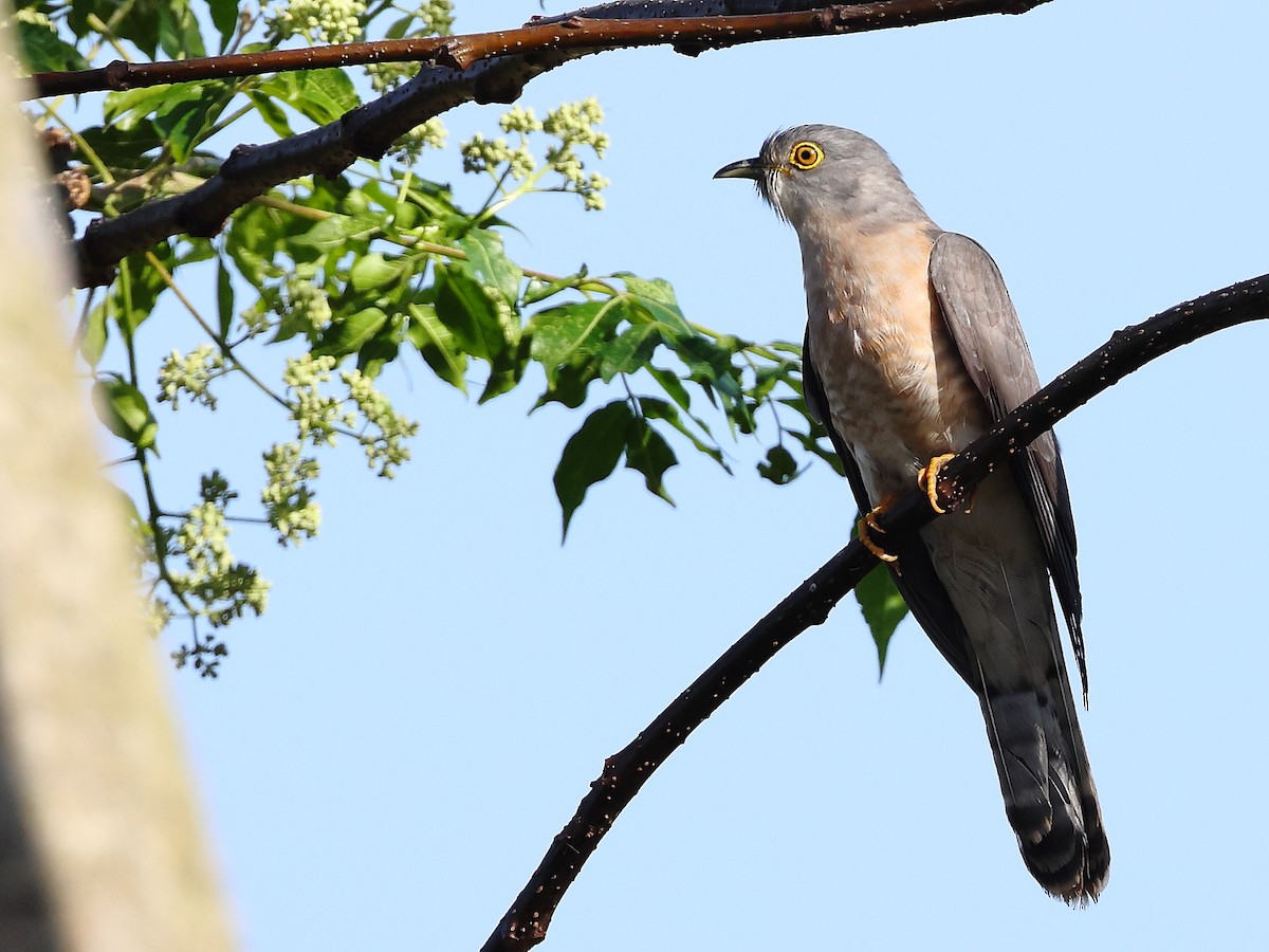 Common Hawk-Cuckoo - ML531782661