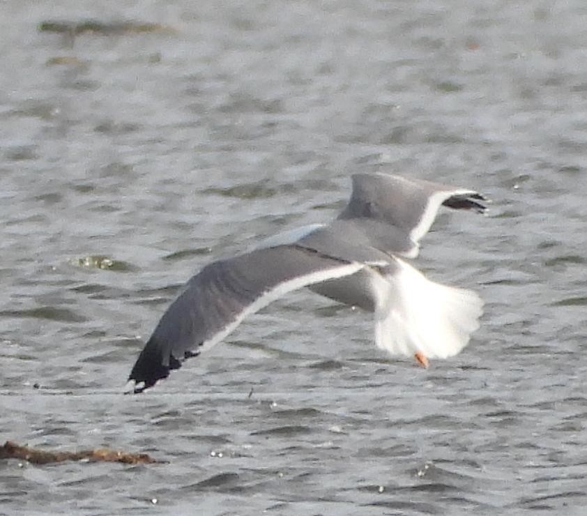 Goéland brun (barabensis) - ML531782891