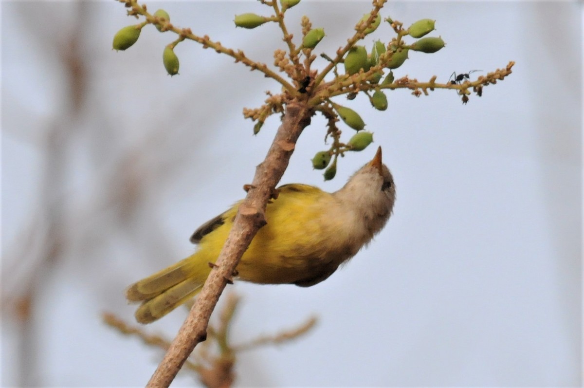 Eremomela Senegalesa - ML53178331