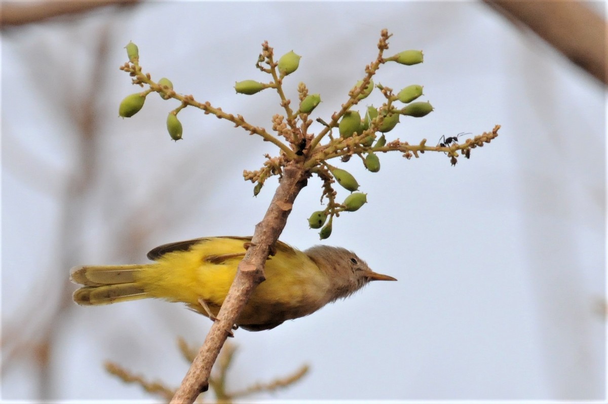 Senegal Eremomela - ML53178341