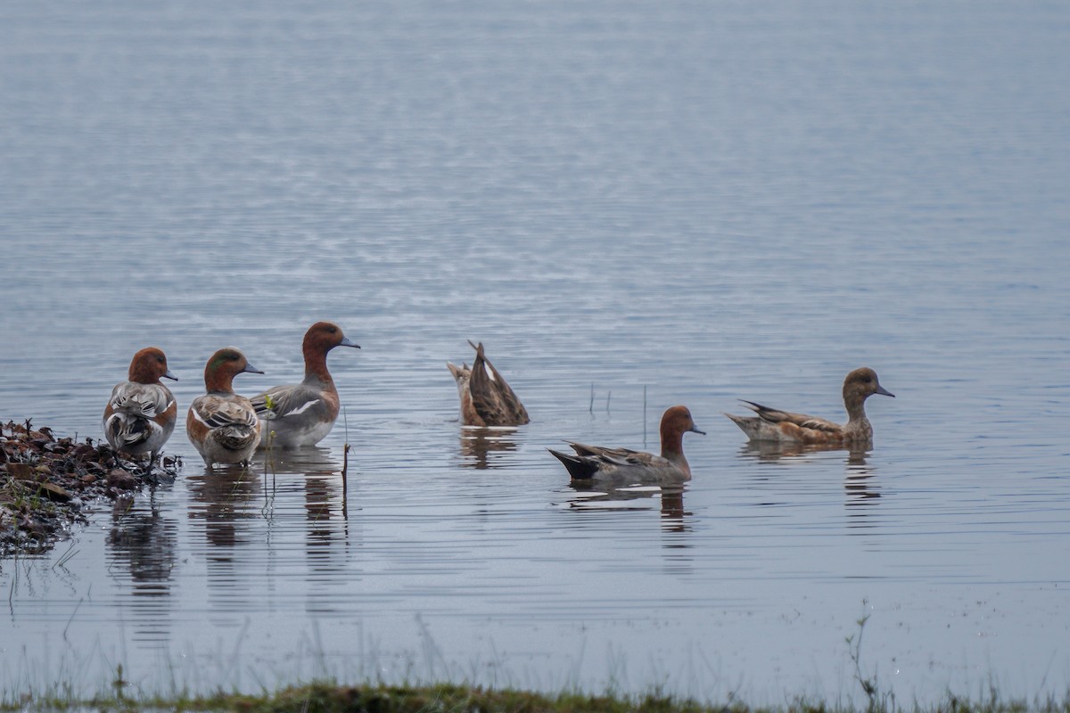 Eurasian Wigeon x Green-winged Teal (hybrid) - ML531783881