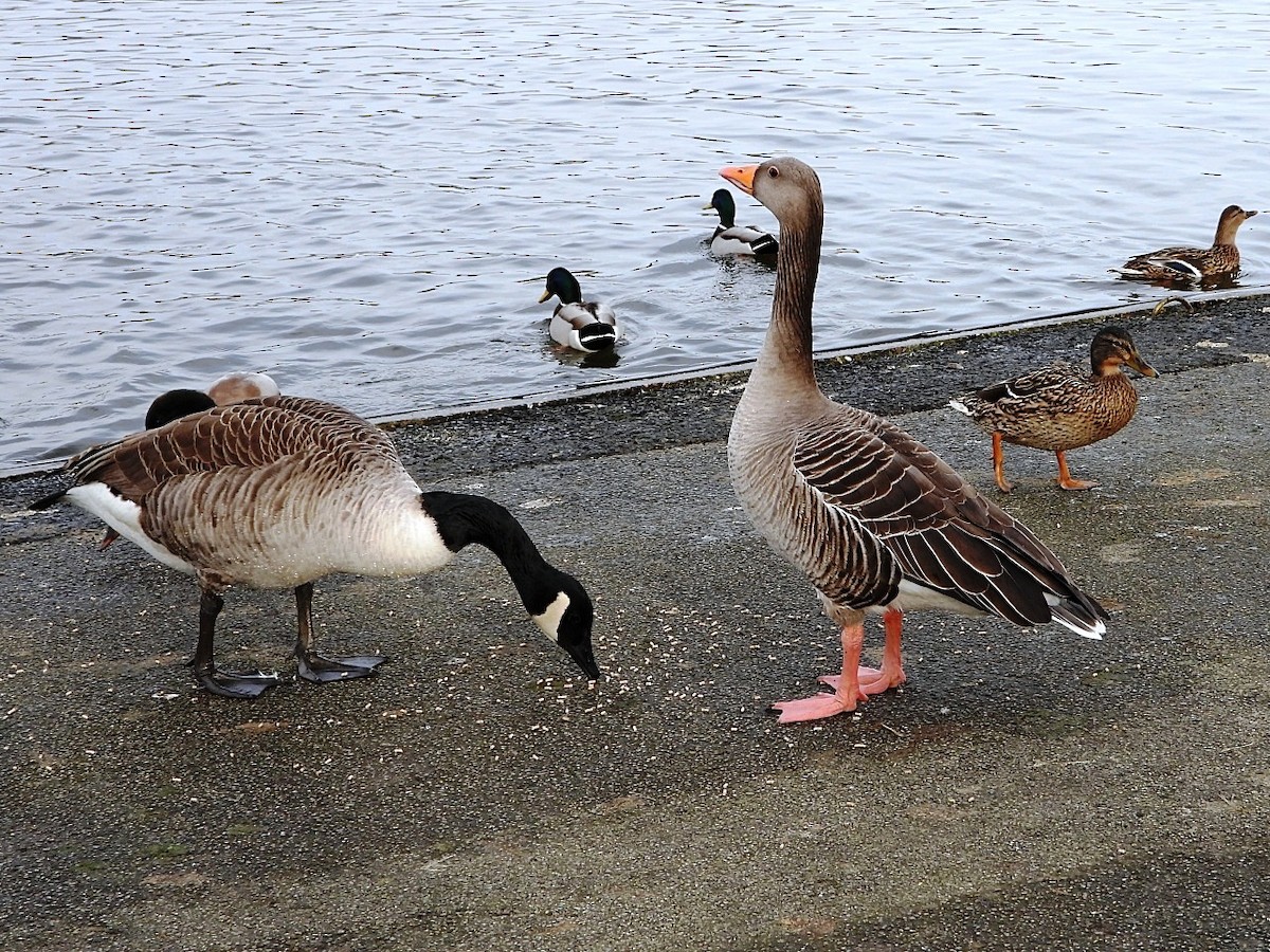 Canada Goose - Dave Hatton