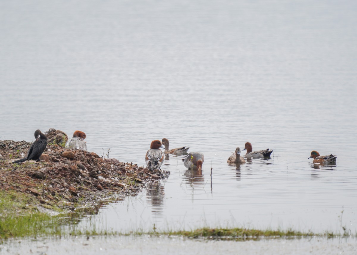 Eurasian Wigeon x Green-winged Teal (hybrid) - ML531784681