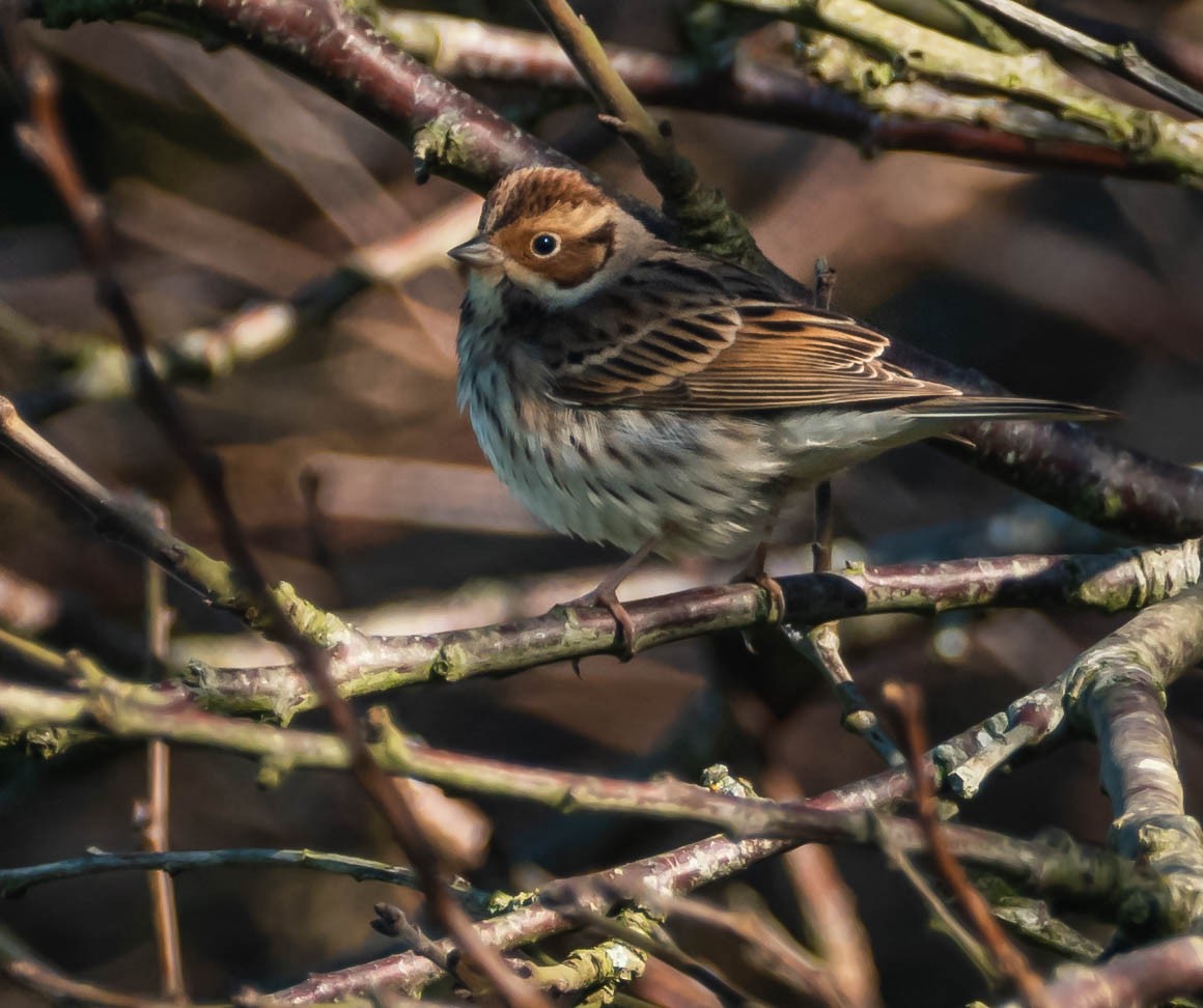 Little Bunting - Daniel García Novo