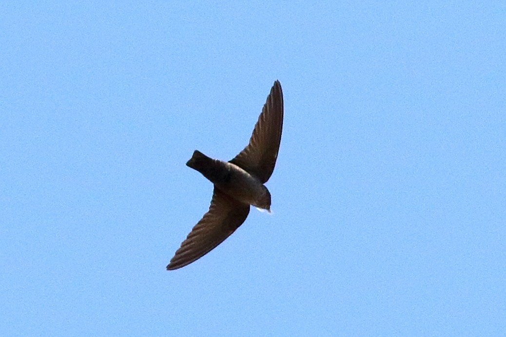 Eurasian Crag-Martin - ML531785241