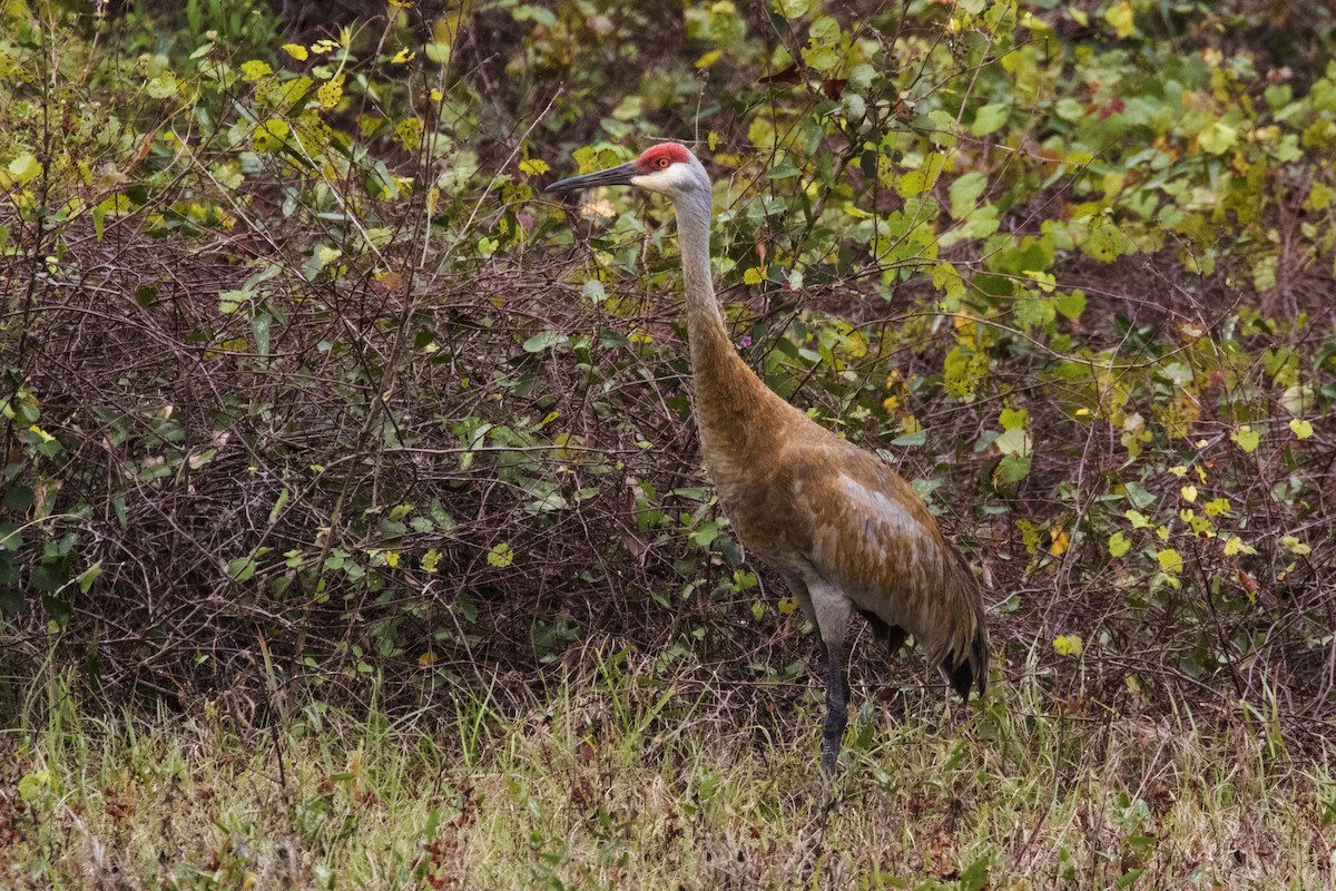 カナダヅル（pratensis） - ML531785391