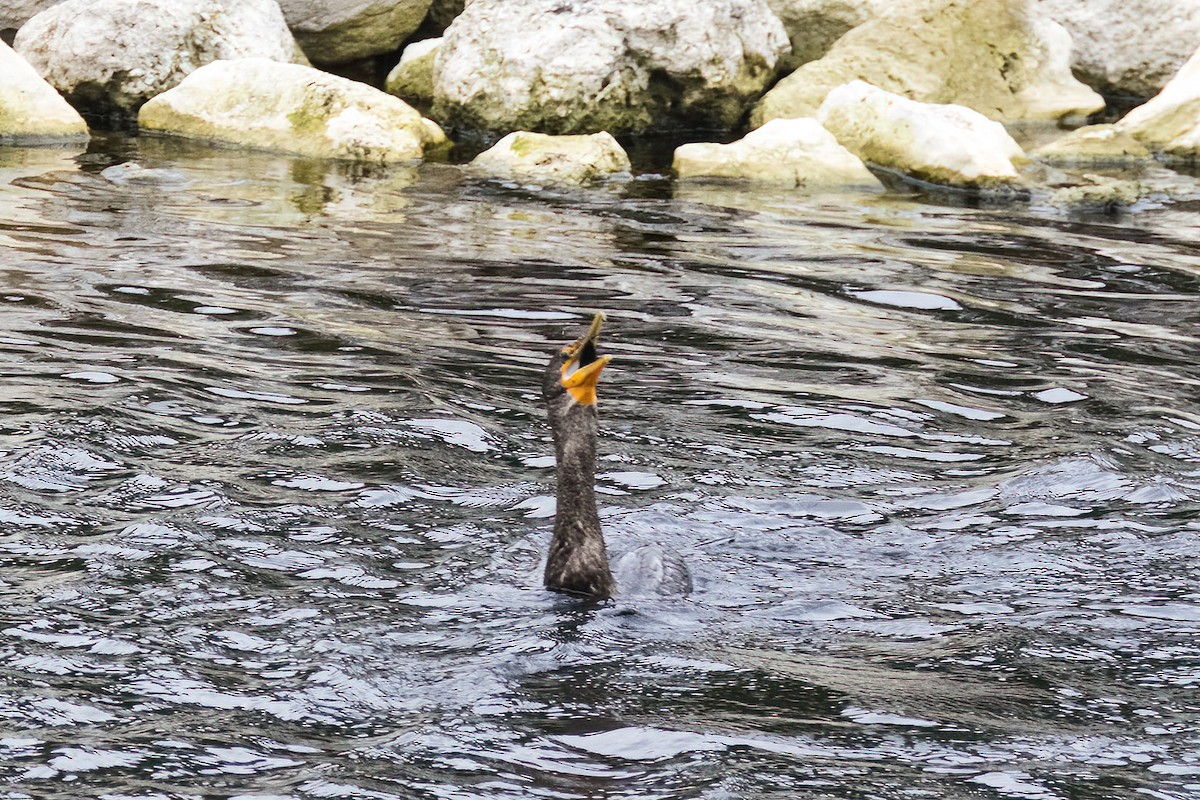 ミミヒメウ - ML531785671