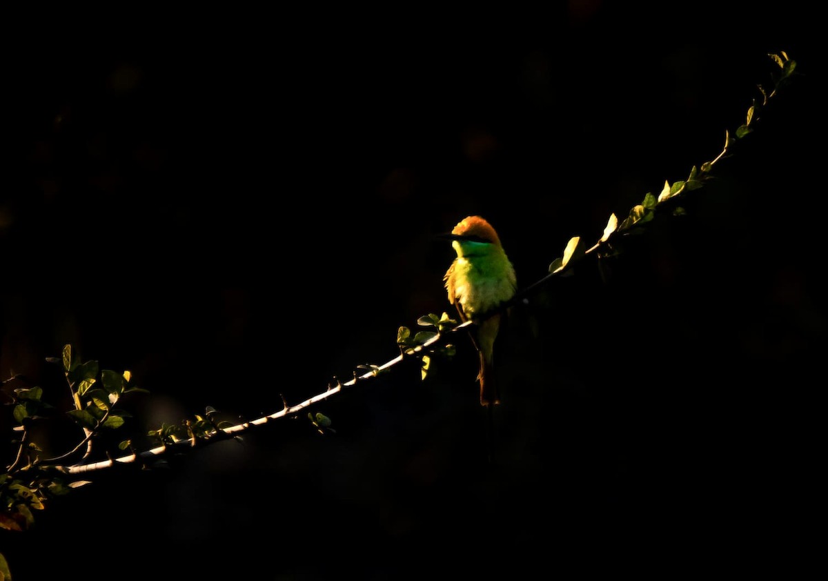 Asian Green Bee-eater - ML531786251