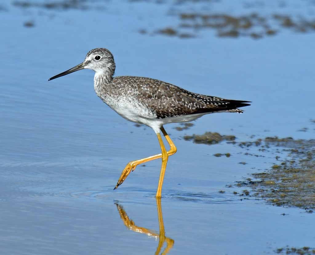 Greater Yellowlegs - Giff Beaton