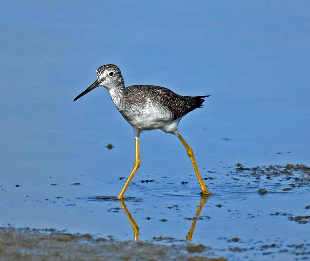 Greater Yellowlegs - ML531786761