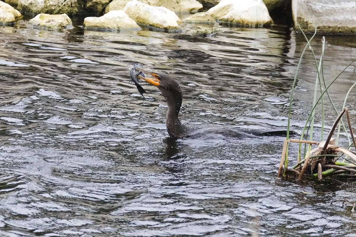 ミミヒメウ - ML531786831