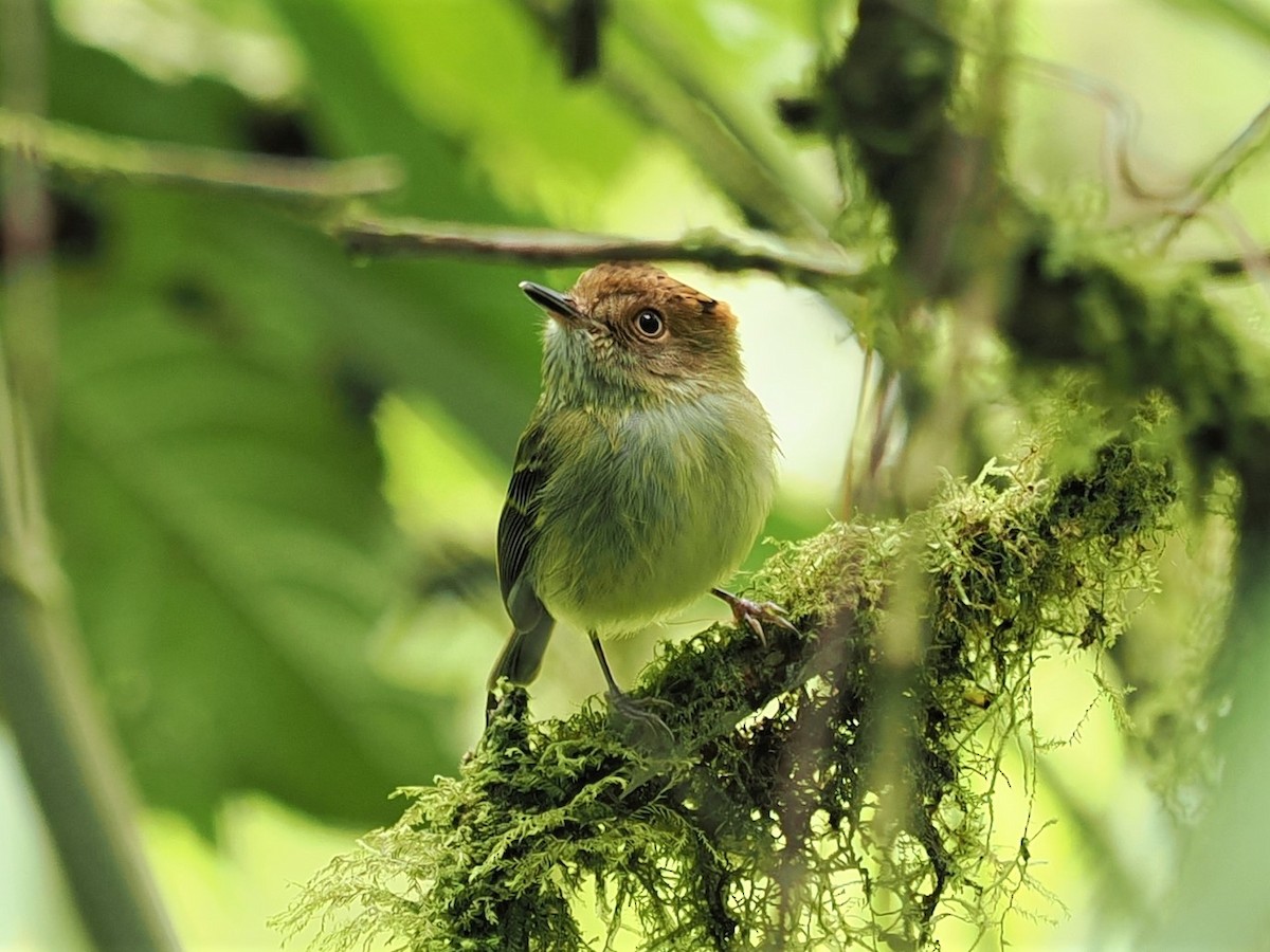 Scale-crested Pygmy-Tyrant - ML531788061