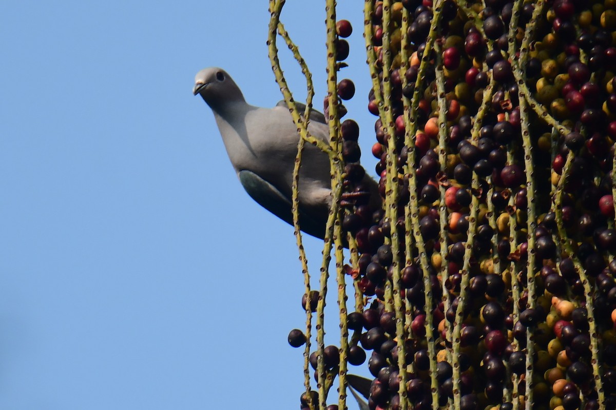 Green Imperial-Pigeon - ML531790081