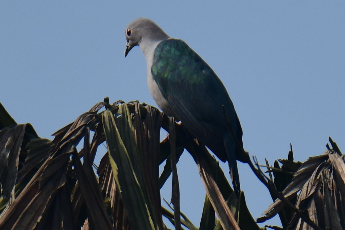 Green Imperial-Pigeon - ML531790111