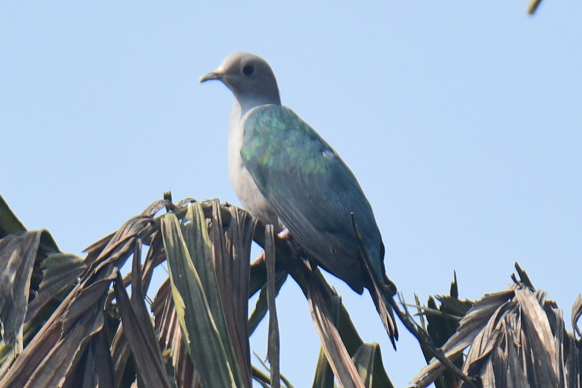 Green Imperial-Pigeon - ML531790151