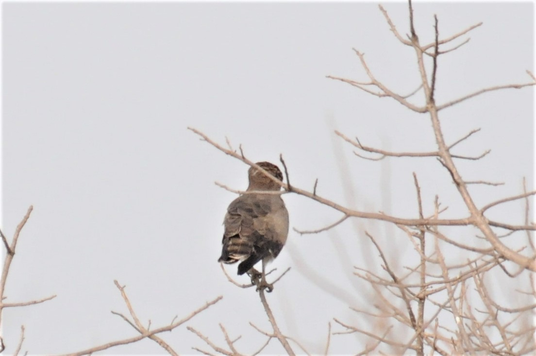 Short-toed Snake-Eagle - ML53179041