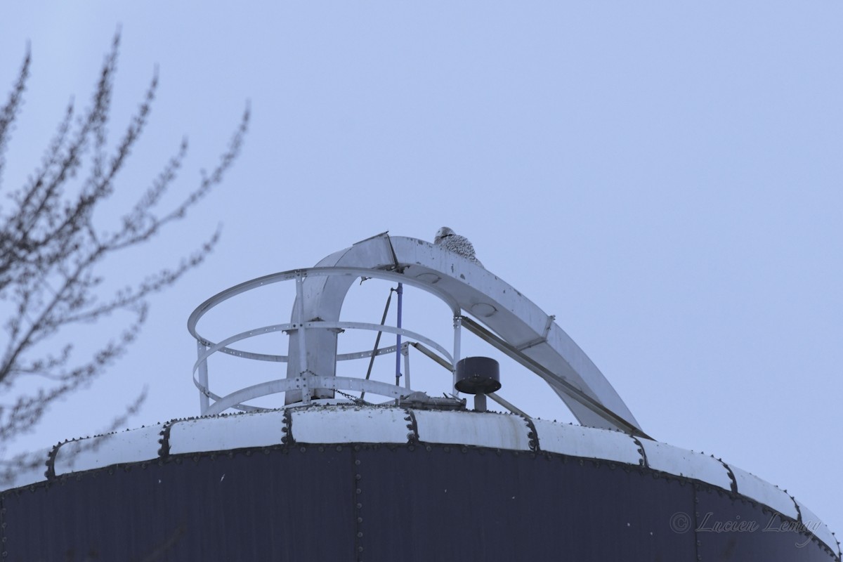 Snowy Owl - Lucien Lemay