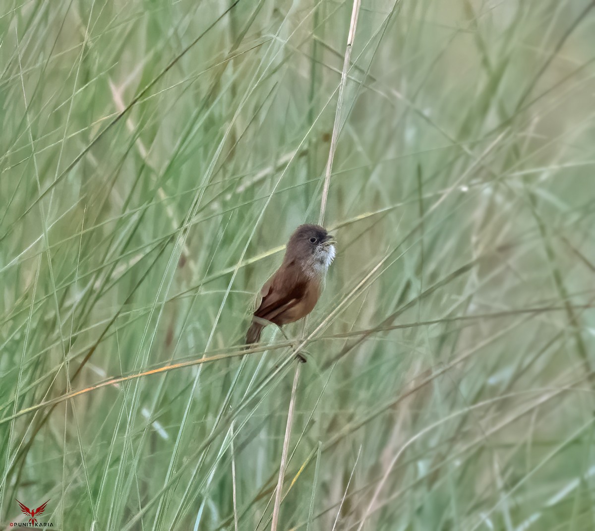 Jerdon's Babbler - ML531791701