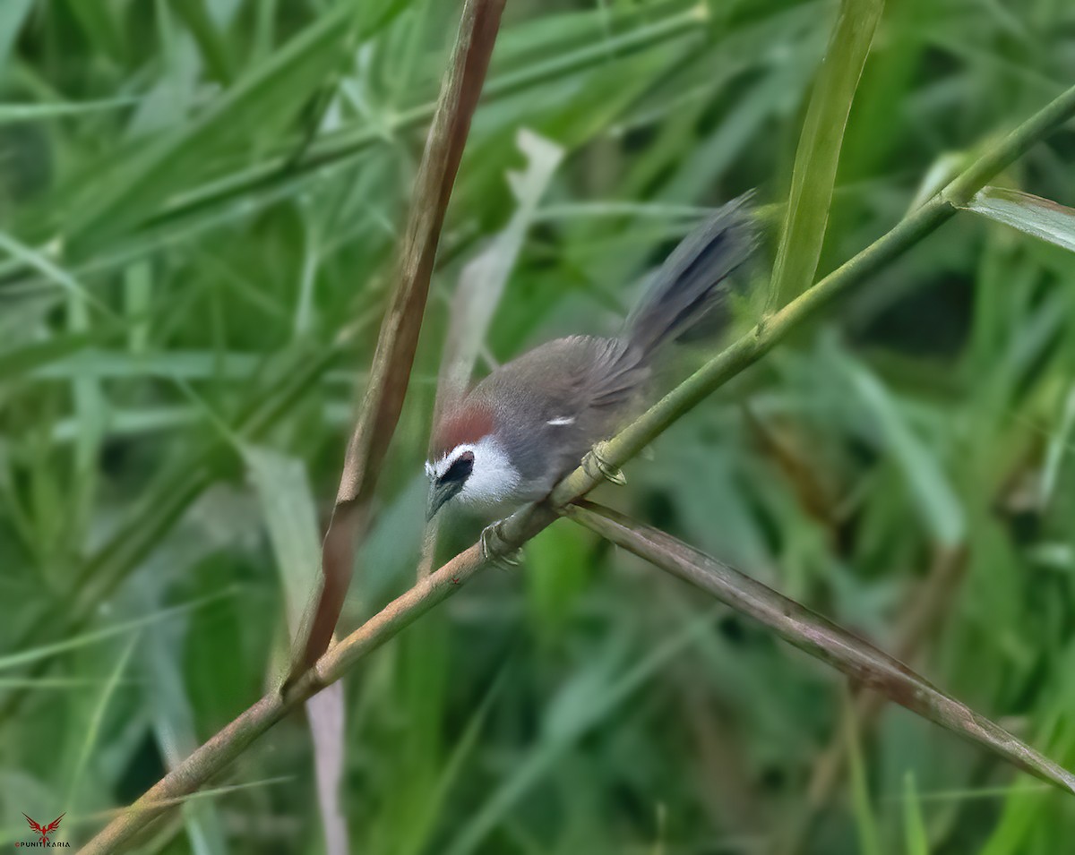 Chestnut-capped Babbler - punit  karia