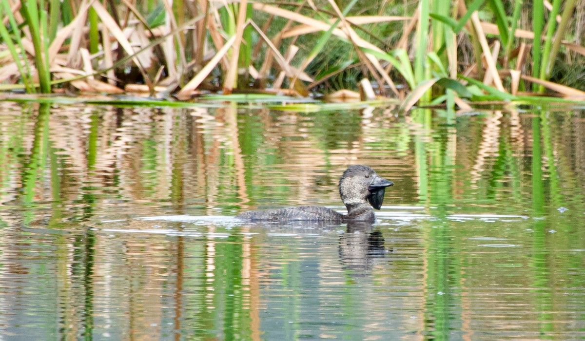 Musk Duck - Pamela Jones