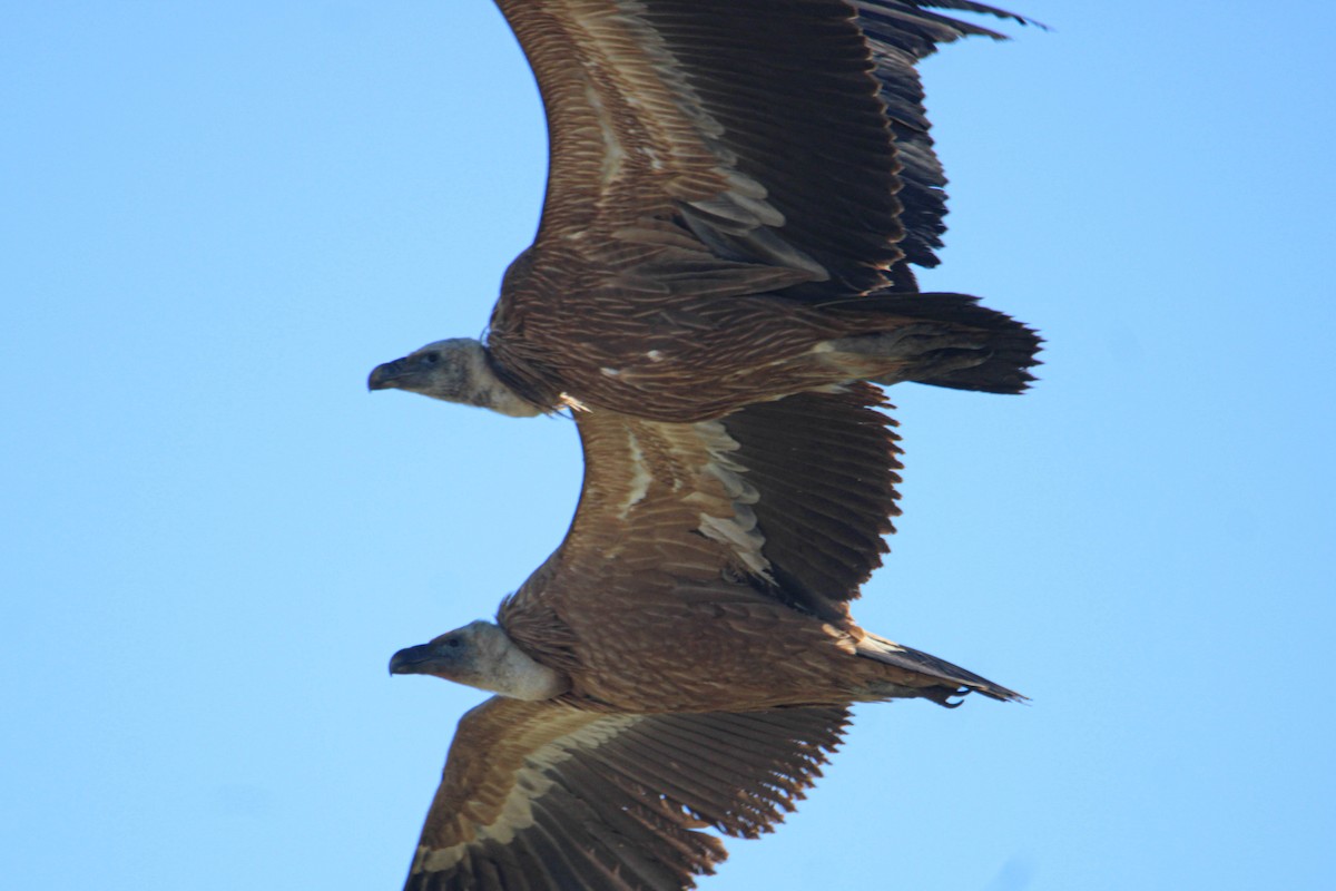 Eurasian Griffon - Alejandro Sanz