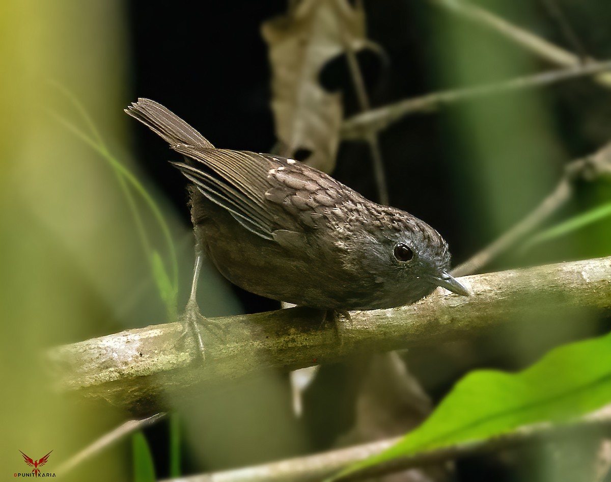 Streaked Wren-Babbler - ML531792011