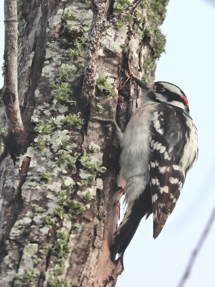 Downy Woodpecker - ML531792101