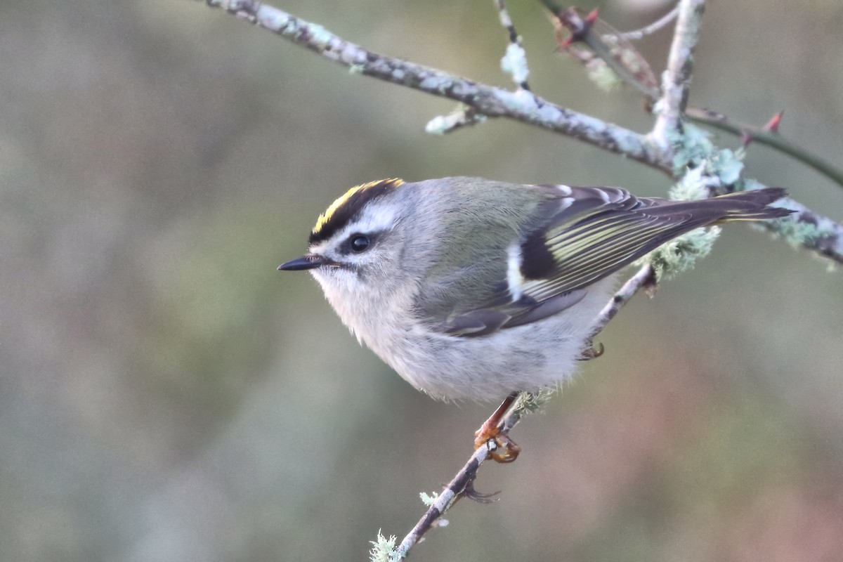 Golden-crowned Kinglet - ML531792131