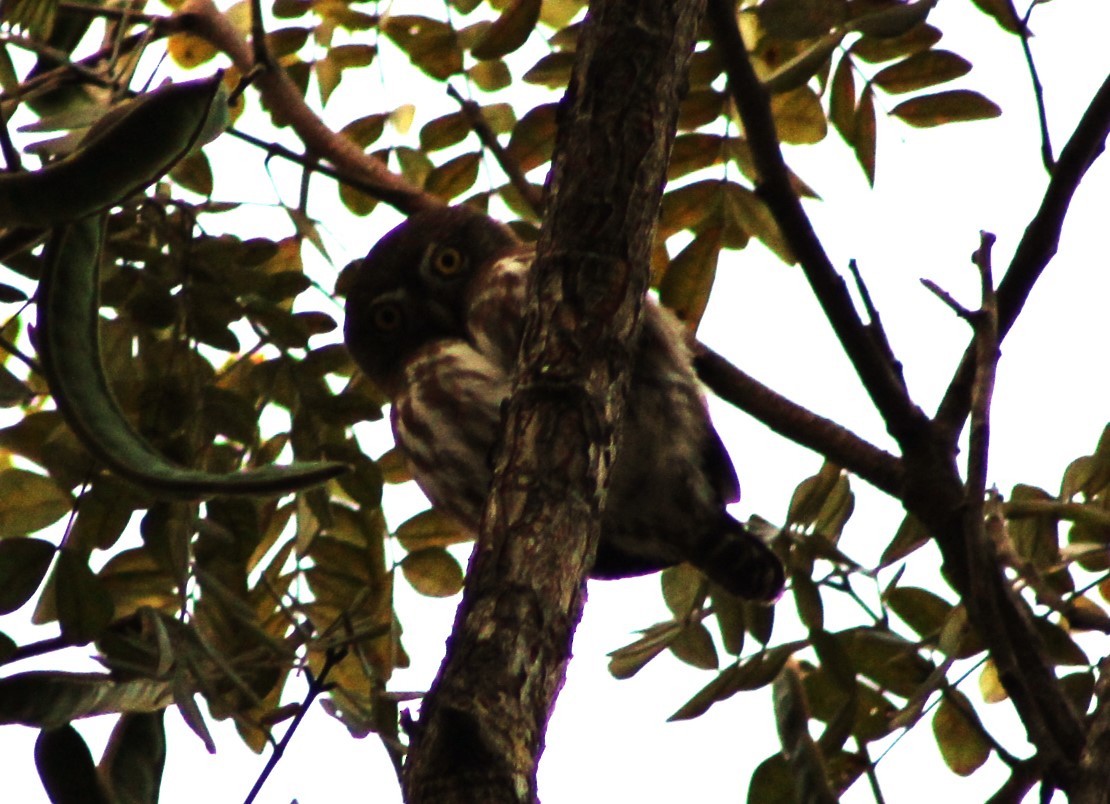 Ferruginous Pygmy-Owl - ML531794351