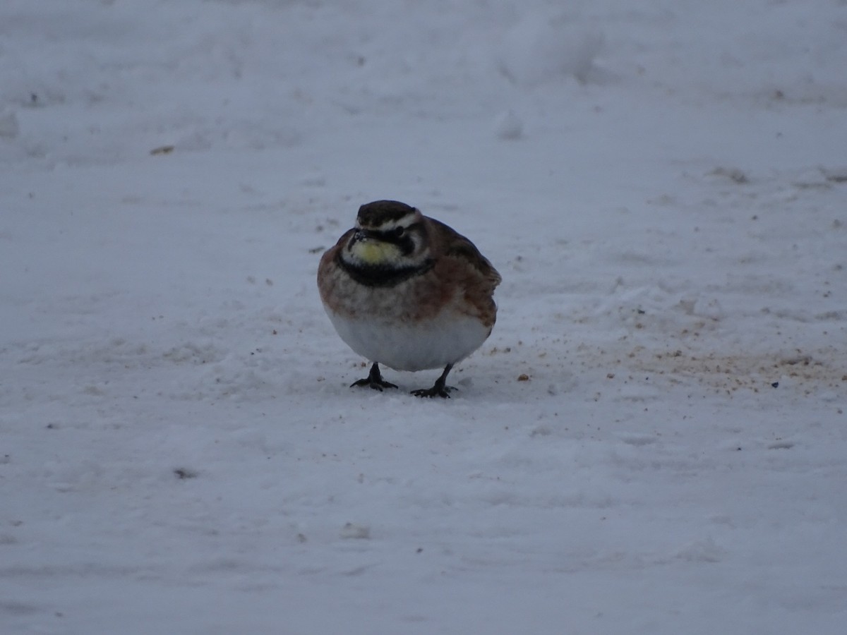 Horned Lark - Denise Desmarais