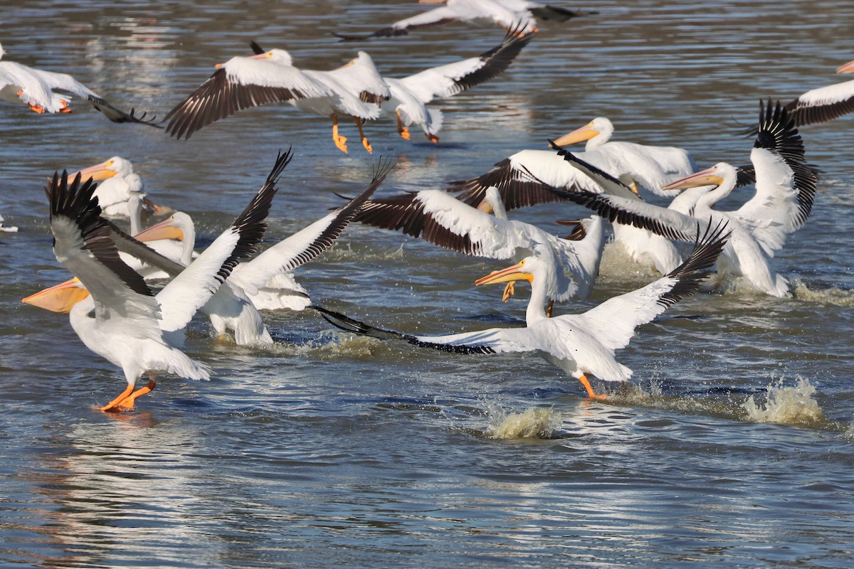 American White Pelican - ML531794871