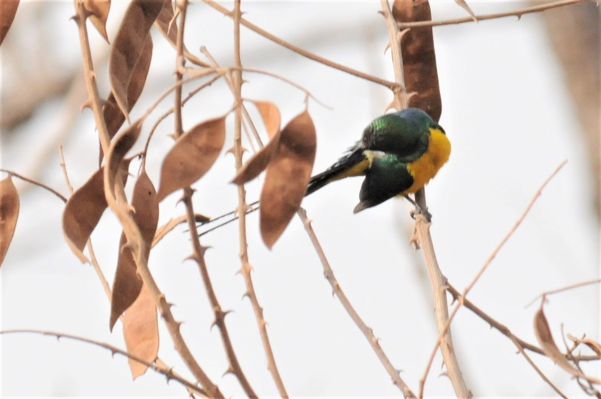 Pygmy Sunbird - ML53179501